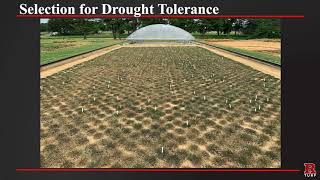 Selection for Drought Tolerance - Rutgers 2020 Virtual Turfgrass Research Field Day