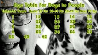 Dog Age Chart