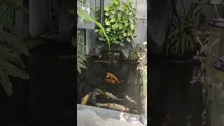 my house koi #koi #koifarm #koifish #aquarium #fish #koipond #fishing