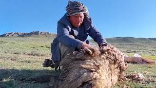 Nomads of Iran - Picking sheep's wool with Qirkhaliq (special scissors) 🐑,June 2023