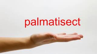 How to Pronounce palmatisect - American English