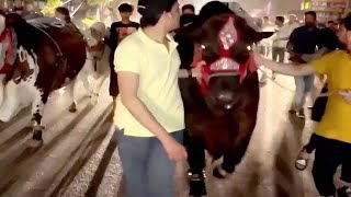 Omar Khan Ke Heavy Weight Bulls Gulshan e Iqbal Bakra Eid Karachi 2022