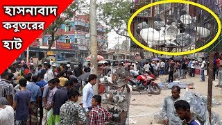 Pigeon Market in Bangladesh | Hasnabad Pigeon Hat part-4 |  হাসনাবাদ কবুতরের হাট | PigeonsMarket.Net