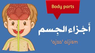 Arabic Vocabulary (101) Body Parts in Arabic أجزاء الجسم