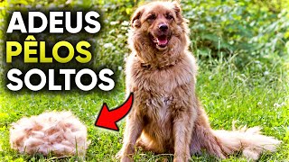 CACHORRO SOLTANDO MUITO PELO? 5 Motivos e Como Acabar com a Queda de Pelos