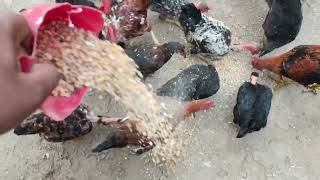 NEW VLOG MY MINI ZOO SMALL POULTRY FARM AT HOME 🏡🏡#farming