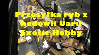 Unboxing przesyłka ryb z hodowli Uaru