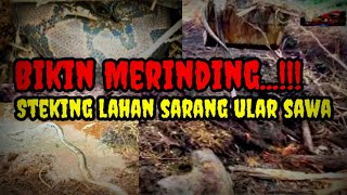 Merinding Banyak Ular Sawa Di Sini‼️embersihan Lahan Gambut Excavator Long Arm