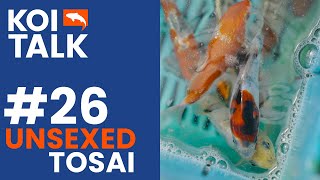 Unsexed Tosai | Koi Talk Ep #026