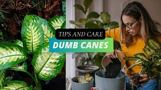 How to Care for a Dieffenbachia | Dumb Cane Plant