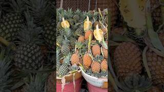 #cuttingpineapple / Grandma peels pineapple like a pro. 40 years of pineapple cutting skills