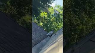 Kitty just chilling on the roof!!FUNNY AND CUTE!!🥰🥰😹😹😂😂