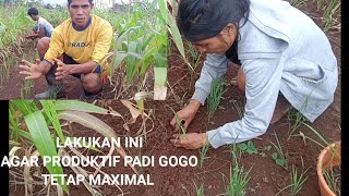 TEKNIK AGAR PADI GOGO/PADI LADANG PRODUKTIVITASNYA MENINGKAT