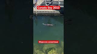 Canada Day 2023  + морские животные