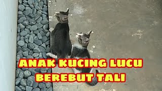 anak kucing lucu || berebut tali - little cat