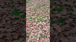 Sycamore and Fallen Leaves in Autumn #plantidentification #trees #hiking #fallenleaves #outdoors