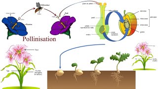 Reproduction sexuée des plantes et pollinisation