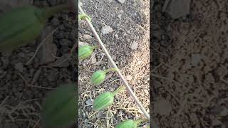 Wild bhindi...all stages #shorts #shortvideo #fruit #vegetables