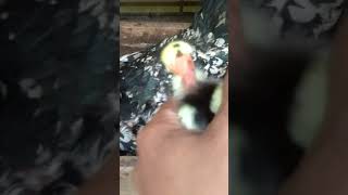 anak ayam gundul baru menetas