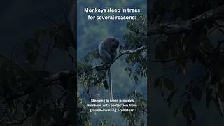 Why Monkeys Sleep on Trees: Unveiling the Truth