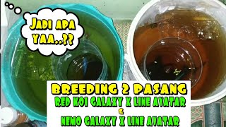 BREEDING CUPANG HIAS (red koi galaxy X line Avatar & nemo galaxy X line Avatar) Part 1