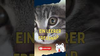 Lustige Katzenwitze #shorts #cat #funny #funnyshorts #viralvideo #viralshorts #cute #cutecat #jokes