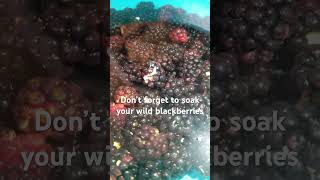 Wild Blackberries #blackberry #video #fun #fyp #fypシ #berries #reels #viral #life #food #nature