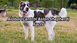 Facts About The Alabai Dog (Central Asian Shepherd)