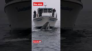 #vairl #short blue whale