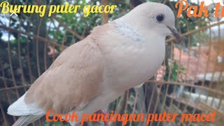 burung puter || pancingan di jamin || langsung nyaut