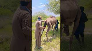 Camel treat #camel #animals #wildlife #movement #nature #wildanimals #unitedkingdom #scene #wow