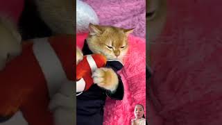 My cat only wakes up to eat #cat #cats #shorts