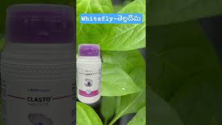 #తెల్లదోమ#whitefly#chilli#clasto#tataproduct​#viralshorts#pesticides@pallerythu1