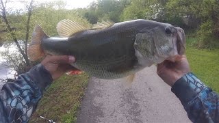 Giant Maryland Toad! (Late April Bass Fishing)