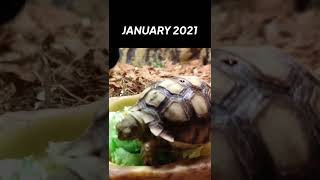 THE GROWTH OF SULCATA TORTOISE !