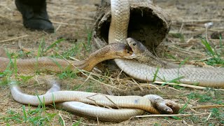 नाग नागिन का बेहद खौफनाक मंजर,देख आपस में एक दूसरे को काटने से क्या हुआ 2 cobras fight during mating