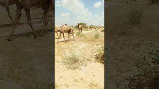 Camels carvan running #تاريخ_الجمال #camelculture #viralvideo