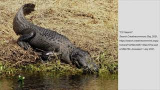 Protecting our North American Wetlands