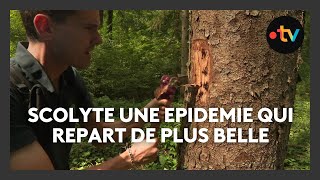 Scolyte, une épidémie qui repart de plus belle