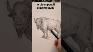 drawing late into the night featuring a bison study