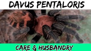 DAVUS PENTALORIS Care and Husbandry