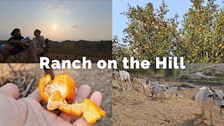 Picnic on the Hill | Nanguha ng Kiat-Kiat sa Rancho🍊