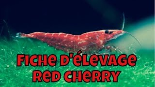 Fiche d'élevage Red cherry