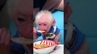 Bibi Lala enjoys delicious noodles #monkeybibi #shorts