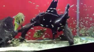 Tilapia feeding time! Fry update! Hemichromis Fasciatus -Widow & Havoc- Zeus & Luscious