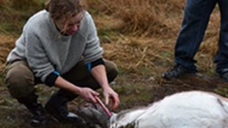 Løvbakke dyrehave, opbrækning af dådyr