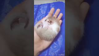 Cute 3day kitten #viral #cutecat