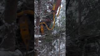 All new Loader Extension makes moving tree piles super easy!