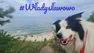 Border Collie"Monio".Jedziemy z Kołobrzegu do Władysławowa #bordercollie #monio #Władysławowo