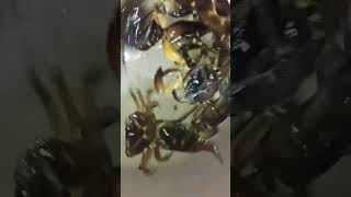 desi rever crabs || karachala desi big size 🦀🦀🦀🦀🦀#fishing#viral  #shorts #short